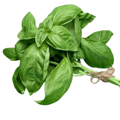 Basil